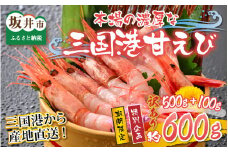 【特別企画】【訳あり】三国港から産地直送！「三国港甘えび」 500g + 100g 合計約600g ～本場の濃厚な甘海老を是非ご賞味ください！～ 【甘エビ あまえび アマエビ わけあり ワケアリ 濃厚 甘い 刺身 生食可 生 冷凍 有頭 新鮮 魚介類 国産 県産】 [A-6233]