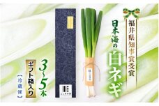 【先行予約】 福井県知事賞受賞！日本海の白ネギ（ギフト箱） 3本～5本 【2025年9月下旬以降順次発送予定】 【長ネギ 長ねぎ 葱 長葱 白葱 野菜 鍋 贈答 ギフト】 [A-2610]