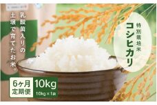【先行予約】【令和7年産・新米】 定期便 ≪6ヶ月連続お届け≫ 乳酸菌入りの土壌で育てた 福井県 坂井町産 特別栽培米コシヒカリ 10kg (白米) 【2025年10月上旬以降順次発送予定】 [K-4803_01]