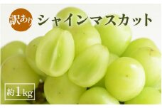 【先行予約】【訳あり】シャインマスカット 約1kg 【2025年8月中旬以降順次発送予定】【わけあり ワケアリ マスカット ブドウ ぶどう 葡萄 果物 くだもの フルーツ 果実】 [B-3219]