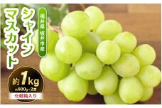 【先行予約】坂井市砂丘地のシャインマスカット 約500g×2房入り（合計：約1kg）化粧箱入り 【2026年8月中旬以降順次発送予定】【マスカット ブドウ ぶどう 葡萄 果物 くだもの フルーツ 果実 新鮮 産地直送 国産 ギフト 贈り物 贈答】 [A-19105]