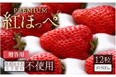 【先行予約】 農薬化学肥料不使用！贈答用プレミアムいちご 12個入り（約500g）【もも香プレミアム】 【2025年2月上旬以降順次発送予定】 【イチゴ 苺 プレミアム 無農薬  果物 フルーツ 大粒  希少 入手困難 贈答用 ギフト 贈り物 産地直送 国産】 [Q-19301]