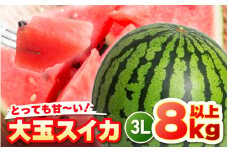 【先行予約】坂井市三里浜砂丘地産 大玉スイカ 3Lサイズ 1玉（8kg以上） 【2025年6月上旬以降順次発送予定】 【スイカ 西瓜 すいか デザート 果物 くだもの 夏 ジューシー 高糖度 お取り寄せ グルメ 産地直送】 [A-19002]