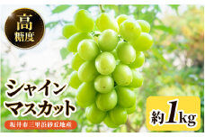 【先行予約】坂井市三里浜砂丘地産 シャインマスカット 2房（約1kg） 【2025年8月中旬以降順次発送予定】 【マスカット ブドウ ぶどう 葡萄 果物 くだもの フルーツ 果実 新鮮 国産】 [A-19003]