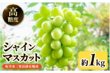 【先行予約】坂井市三里浜砂丘地産 シャインマスカット 2房（約1kg） 【2026年8月中旬以降順次発送予定】 【マスカット ブドウ ぶどう 葡萄 果物 くだもの フルーツ 果実 新鮮 国産】 [A-19003]