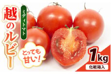 【先行予約】坂井市砂丘地のとっても甘い フルーツトマト 越のルビー 1kg 化粧箱入り 【2025年10月上旬以降順次発送】【とまと トマト フルーツトマト ミディトマト ミニトマト トマトジュース 野菜 やさい 人気 新鮮 産地直送 甘い 高糖度 食べやすい リコピン ビタミン ダイエット 美容 美肌 ギフト 贈り物 贈答】 [A-19104]