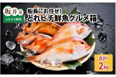 【期間限定】 越前三国港 漁船「神力丸」 船長がお届けするとれピチ鮮魚お試し用 約2kg  まずは刺身でどうぞ！ 【ユメキンキ モンコク ハチメ 真鯛 メダイ チカメキントキ 沖カサゴ キジハタ アマダイ 鱈 ヒラマサ ブリ ハマチ 生食 刺身 冷蔵 魚介類 産地直送 坂井市産 福井県産 国産 三国 人気】 [A-5832]