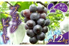 【先行予約】 果汁たっぷりブラックビート 約1.2kg (3～4房) 【2025年8月上旬以降順次発送予定】 【ぶどう ブドウ 葡萄 果物 果実 デザート フルーツ 産地直送 国産 ギフト 贈り物 贈答】 [A-0258]