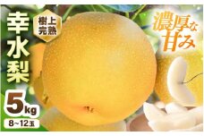 【先行予約】 幸水梨 1箱 5kg入り (8～12玉) 樹上完熟！濃厚な甘さに手が止まらない！甘～いゆみたかの幸水梨 【2025年8月中旬以降順次発送予定】【梨 和梨 赤梨 なし フルーツ 甘い みずみずしい 果実 果物 新鮮 旬の果物 産地直送】 [B-16201]