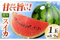 【先行予約】 坂井市産 ハウススイカ 1玉入り 8～9kg (大玉) 一度食べたらやみつき！甘さと美味しさに心が弾む ハウススイカ！ 【2026年6月中旬以降順次発送予定】【スイカ 西瓜 すいか デザート 果物 くだもの 夏 甘い ジューシー 旬の果物 産地直送】 [A-16205]