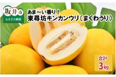 あま～い香り！ 東尋坊キンカンウリ （まくわうり）計 3kg （500g × 6個入り） 【マクワウリ 真桑瓜 フルーツ 野菜 果実 甘い 瓜 サラダ 漬物 抗酸化作用 旬の味覚】 [A-10241]
