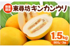 あま～い香り！東尋坊キンカンウリ （まくわうり） 1.5kg （500g × 3個入り） 【マクワウリ 真桑瓜 フルーツ 野菜 果実 甘い 瓜 サラダ 漬物 抗酸化作用 旬の味覚】 [A-10242]