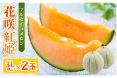 【先行予約】坂井市砂丘地のマルセイユメロン 花咲紅姫 3L以上 2個入り 化粧箱入り 【2026年6月中旬以降順次発送予定】 【メロン めろん フルーツ デザート 果物 くだもの 果実 赤肉 糖度 甘い ジューシー お取り寄せ グルメ 産地直送  贈答 ギフト 贈り物】 [A-19102]