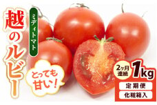 【先行予約】定期便 【2ヶ月連続お届け】坂井市砂丘地のとっても甘い フルーツトマト 越のルビー 1kg（10月～11月） 化粧箱入り 【2025年10月上旬以降順次発送】【とまと トマト フルーツトマト ミディトマト ミニトマト トマトジュース 野菜 やさい 人気 新鮮 産地直送 甘い 高糖度 食べやすい リコピン ビタミン ダイエット 美容 美肌 ギフト 贈り物 贈答】 [A-19106]