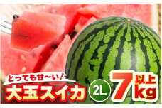 【先行予約】坂井市三里浜砂丘地産 大玉スイカ 2Lサイズ 1玉（7kg以上） 【2026年6月上旬以降順次発送予定】 【スイカ 西瓜 すいか デザート 果物 くだもの 夏 ジューシー 高糖度 お取り寄せ グルメ 産地直送】 [A-19004]