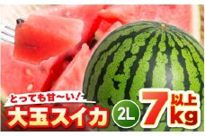 【先行予約】坂井市三里浜砂丘地産 大玉スイカ 2Lサイズ 1玉（7kg以上） 【2026年6月上旬以降順次発送予定】 【スイカ 西瓜 すいか デザート 果物 くだもの 夏 ジューシー 高糖度 お取り寄せ グルメ 産地直送】 [A-19004]