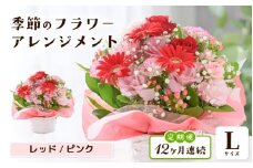 定期便 ≪12ヶ月連続お届け≫ 選べるカラー 季節のフラワーアレンジメント L (レッド・ピンク) 【お花 フラワー アレジメント 花束 ギフト 生花 プレゼント 花束 花 記念日 敬老の日 お祝い】 [O-20701_01] 