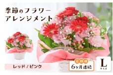 定期便 ≪6ヶ月連続お届け≫ 選べるカラー 季節のフラワーアレンジメント L (レッド・ピンク) 【お花 フラワー アレジメント 花束 ギフト 生花 プレゼント 花束 花 記念日 敬老の日 お祝い】 [J-20701_01]