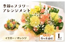 定期便 ≪6ヶ月連続お届け≫ 選べるカラー 季節のフラワーアレンジメント L (イエロー・オレンジ) 【お花 フラワー アレジメント 花束 ギフト 生花 プレゼント 花束 花 記念日 敬老の日 お祝い】 [J-20701_02]