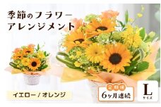 定期便 ≪6ヶ月連続お届け≫ 選べるカラー 季節のフラワーアレンジメント L (イエロー・オレンジ) 【お花 フラワー アレジメント 花束 ギフト 生花 プレゼント 花束 花 記念日 敬老の日 お祝い】 [J-20701_02]