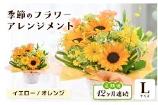 定期便 ≪12ヶ月連続お届け≫ 選べるカラー 季節のフラワーアレンジメント L (イエロー・オレンジ) 【お花 フラワー アレジメント 花束 ギフト 生花 プレゼント 花束 花 記念日 敬老の日 お祝い】 [O-20701_02] 