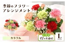 定期便 ≪12ヶ月連続お届け≫ 選べるカラー 季節のフラワーアレンジメント L (カラフル) 【お花 フラワー アレジメント 花束 ギフト 生花 プレゼント 花束 花 記念日 敬老の日 お祝い】 [O-20701_03] 