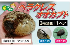 【先行予約】ヘラクレスの三令幼虫 オス・メス 各1匹 【2026年4月以降順次発送】※発送前に在宅確認の電話連絡をいたします[B-049001] 　/　 福井 福井県 ドリームビートル 永平寺