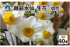 【先行予約】越前水仙 生花（切花） 約40本【12月1日より順次発送】 花 生花 切花 水仙 40本 越前水仙 すいせん スイセン  国産 冬 お正月 華道 アレンジメント 年越し めでたい 南越前町 福井県 県花 送料無料