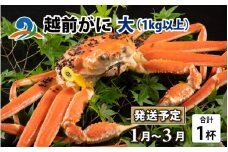 【先行予約】越前がに 大 （1kg以上） 1杯【2026年1月～3月発送】 ズワイガニ ずわいがに ズワイ蟹 越前ガニ ボイル 刺身 蟹 鍋 しゃぶしゃぶ 冷蔵  カニ 鍋 冬 海鮮 かに 国産 南越前町 福井県　送料無料