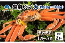 【先行予約】越前がに 大 （約800g～1000g） 2杯【2026年1月～3月発送】 ズワイガニ ずわいがに ズワイ蟹 越前ガニ ボイル 刺身 蟹 鍋 しゃぶしゃぶ 冷蔵  カニ 鍋 冬 海鮮 かに 国産 南越前町 福井県　送料無料
