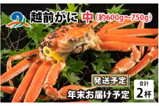 【先行予約】【年末お届け予定】越前がに 中 （約600g～750g） 2杯 ズワイガニ ずわいがに ズワイ蟹 越前ガニ ボイル 刺身 蟹 鍋 しゃぶしゃぶ 冷蔵  カニ 鍋 冬 海鮮 かに 国産 南越前町 福井県　送料無料