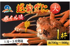 【先行予約】越前港より直送！ 越前がに 大 (約700g～900g) 1杯 ※発送前に在宅確認の電話連絡をいたします!【1月～3月発送予定】ズワイガニ ずわいがに ズワイ蟹 越前ガニ ボイル 刺身 蟹 鍋 しゃぶしゃぶ 冷蔵  カニ 鍋 海鮮 かに福井県 南越前町 送料無料