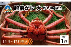 【先行予約】越前がに 大 (約1.1kg以上)×1杯【11月～12月発送】