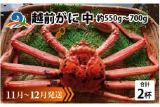 【先行予約】越前がに 中 (約550g～700g)×2杯【11月～12月発送】