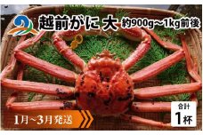 【先行予約】越前がに 大 (約900g～1kg前後)×1杯【1月～3月発送】