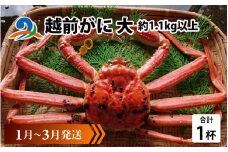 【先行予約】越前がに 大 (約1.1kg以上)×1杯【1月～3月発送】