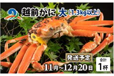 【先行予約】越前がに 大 （1.3kg以上） 1杯【11月中旬より順次発送】 ズワイガニ ずわいがに ズワイ蟹 越前ガニ ボイル 刺身 蟹 鍋 しゃぶしゃぶ 冷蔵  カニ 鍋 冬 海鮮 かに 国産 南越前町 福井県　送料無料