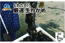 【とれたて！！】厳選生わかめ1.0kg／  新鮮 お造り 刺身 晩酌 食卓 BBQ 