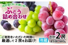 【先行予約】【数量限定】産地直送 ぶどう 詰め合わせ 2房【2025年8月中旬以降順次発送】ぶどう 葡萄 シャインマスカット ブラックビード 藤みのり クインニーナ オリエンタルスター 果物 フルーツ 新鮮 福井産 先行予約 選べる種類 福井県 南越前町 果物 果実 産地直送 数量限定 旬 大人気 送料無料 オススメ