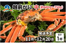 【先行予約】【10月までの受付分のみ対象】越前がに 中 （約600g～750g） 1杯【2025年11月中旬より順次発送】 ズワイガニ ずわいがに ズワイ蟹 越前ガニ ボイル 刺身 蟹 鍋 しゃぶしゃぶ 冷蔵  カニ 鍋 冬 海鮮 かに 国産 南越前町 福井県　送料無料