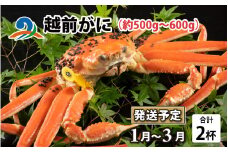 【先行予約】越前がに（約500g～600g） 2杯【1月～3月発送】 ズワイガニ ずわいがに ズワイ蟹 越前ガニ ボイル 刺身 蟹 鍋 しゃぶしゃぶ 冷蔵  カニ 鍋 冬 海鮮 かに 国産 南越前町 福井県　送料無料