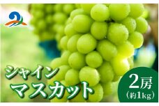 【先行予約】シャインマスカット 詰め合わせ【2026年8月10日～順次発送】約1kg 2房 | くだもの マスカット フルーツ ブドウ 果物 ぶどう おすすめ 人気 予約 福井県 南越前町 産地直送 お届け 国産 葡萄 先行予約 高級 新鮮 産地直送 贈答 ギフト 家庭用 2026年 贈答 新鮮 シャイン　