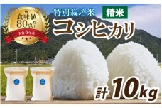 【先行予約】【令和7年産】南条米 新米 特別栽培米コシヒカリ 真空パック 精米 10kg(5kg×2袋)【10月上旬以降より順次発送】