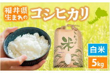 コシヒカリ 5kg 令和6年 福井県産【白米】【お米 こめ 米  コメ 精米 こしひかり 5キロ 人気品種】 [e30-a079]