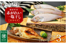 干物 セット 赤がれい 一塩干し 大サイズ （1尾 × 3パック入り）1尾約170g【福井県産 赤カレイ 小分け 個包装 詰め合わせ 保存料・着色料 無添加】 [e04-a091]