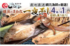 [e15-a011] 【先行予約】越前のさかな 一夜干し4種（計4パック）お試し食べ比べ！獲れたて以上に旨い！【赤かれい・白かれい・べたかれい・はたはた】【5月中旬より順次発送予定】