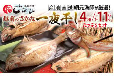 [e15-b004] 【先行予約】越前のさかな 一夜干し4種（計11パック）産地直送！網元漁師が厳選！【赤かれい・白かれい・べたかれい・はたはた】【5月中旬より順次発送予定】