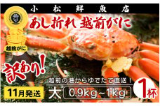 【訳あり】越前がに本場の越前町からお届け！足折れ 越前がに 浜茹で 大サイズ（生で0.9～1kg） × 1杯【かに カニ 蟹】【福井県 越前町 雄 ズワイガニ ボイル 冷蔵 越前ガニ 越前かに 越前カニ ずわいがに ずわい蟹 かに カニ 蟹】【11月発送分】希望日指定可 備考欄に希望日をご記入ください [e23-x002_11]