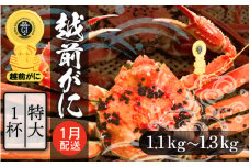 越前がに本場の越前町からお届け！越前がに 浜茹で 特大サイズ（生で1.1～1.3kg） × 1杯【かに カニ 蟹】【福井県 越前町 雄 ズワイガニ ボイル 冷蔵 越前ガニ 越前かに 越前カニ ずわいがに ずわい蟹 かに カニ 蟹】【1月発送分】希望日指定可 備考欄に希望日をご記入ください [e22-x008_01]