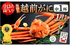 【訳あり】≪浜茹で≫指折れ 越前がに（中） × 1杯 食べ方しおり かにスプーン付き【雄 ズワイガニ ずわいがに 越前ガニ 姿 ボイル 冷蔵 福井県】【1月発送分】希望日指定可 備考欄に希望日をご記入ください [e15-x003_01]